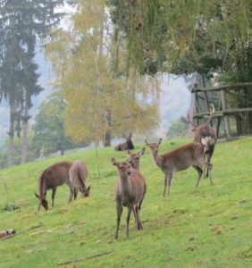 Herten in Wildpark Frankenberg - Winterberg